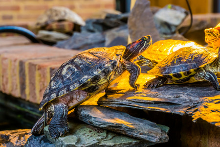 海龟土地走一只红耳滑板乌龟从美洲爬上海岸热带虫类动物图片