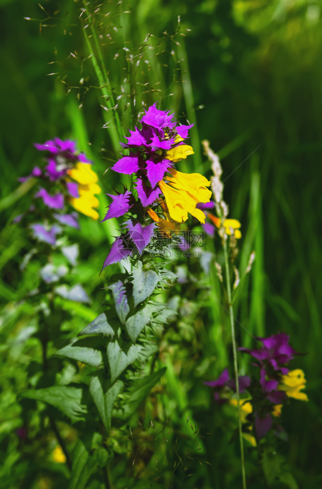 植物学垂直的群紫色和黄森林野花梅兰皮鲁姆尼罗苏在绿草的阳光下紧闭选择焦点红花粉图片