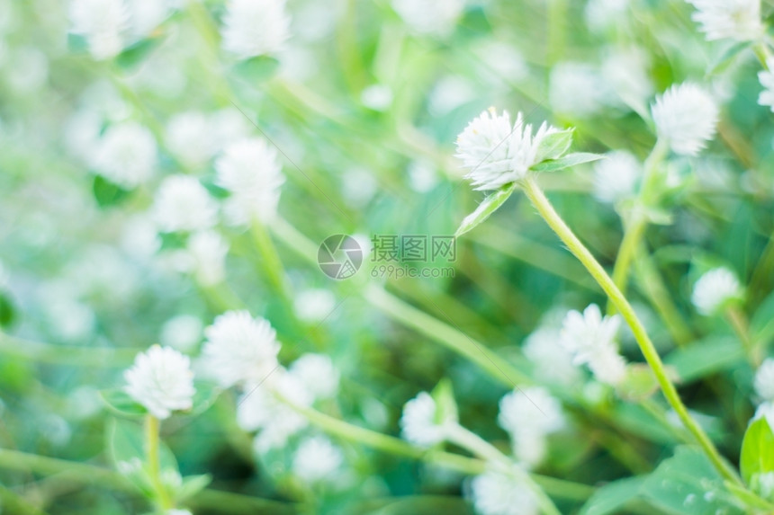 夏天的美丽花种植园股票照片景观叶子生长图片