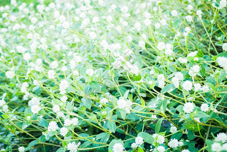 绿色复古的夏天美丽花种植园股票照片春天图片