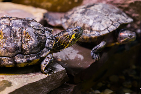 甲壳贸易贝海龟头与背景中的另一只海龟保持密切的结晶高清图片