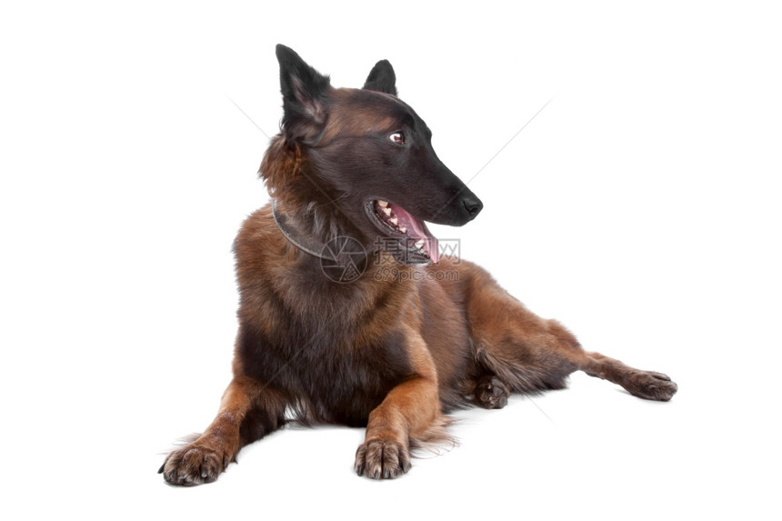 比利时Shepherd狗比利时Shepherd狗躺着看侧面孤立在白色背景上警察黑的我是图片