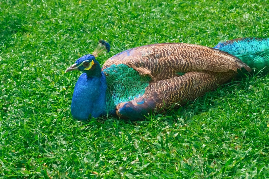 美丽的多色孔雀躺在绿草上孔雀躺在绿草上优雅蓝色的喙图片
