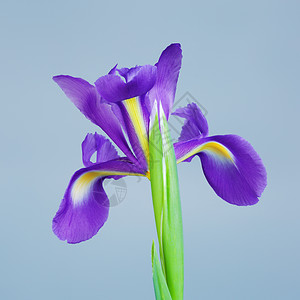 照片美丽的紫色花朵灰背景白的花香图片