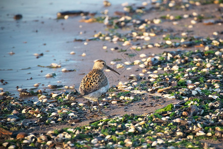 鸟尾贝壳海边的沙滩上行走的观鸟背景