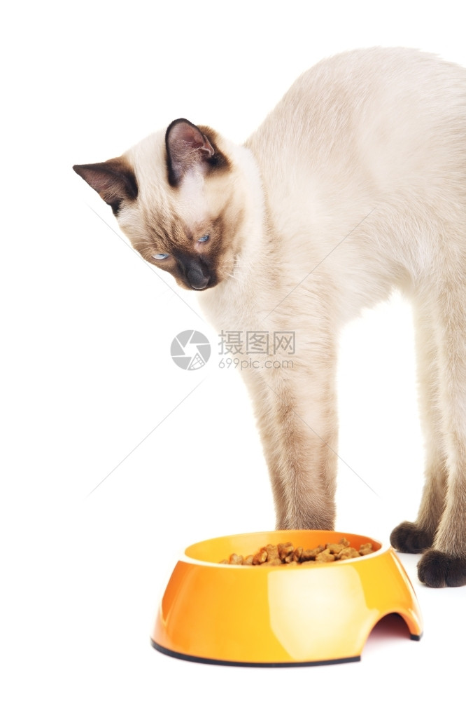 有趣的灰色泰猫在看宠物食碗白底孤立国内的可爱图片