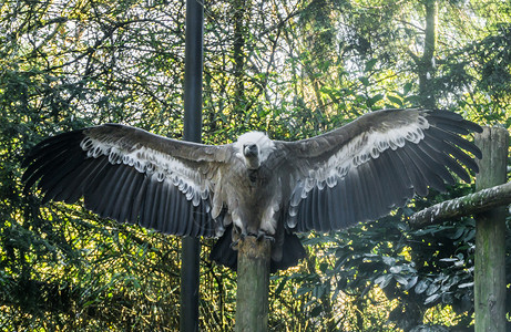 动物园黑色的展开美丽高山秃鹰鸟张开翅膀展出羽毛的光芒图片