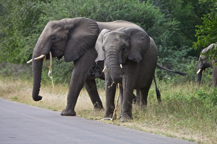 环境非洲大象站在南非克鲁格公园的一条路上非洲大象典型的保护图片