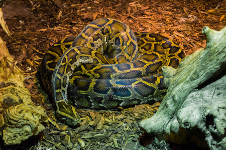 动物园铺设埋在地面的热带野生物动肖像上大蛇皮松非洲荒野高清图片素材