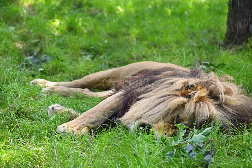 脸狮子躺在草地上动物园肉食图片