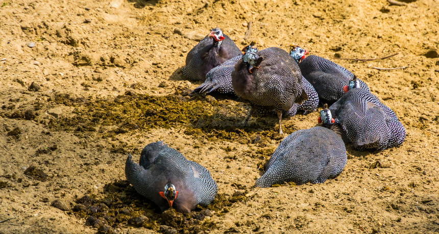 鸡来自非洲的热带鸟类种和来自非洲的热带鸟类种群的一对双头戴盔的麦地禽鸟宠物男图片