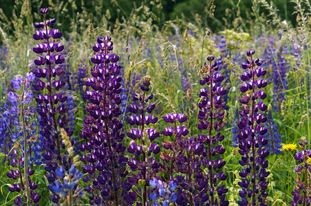花园紫色野草月夏地朵平线户外图片