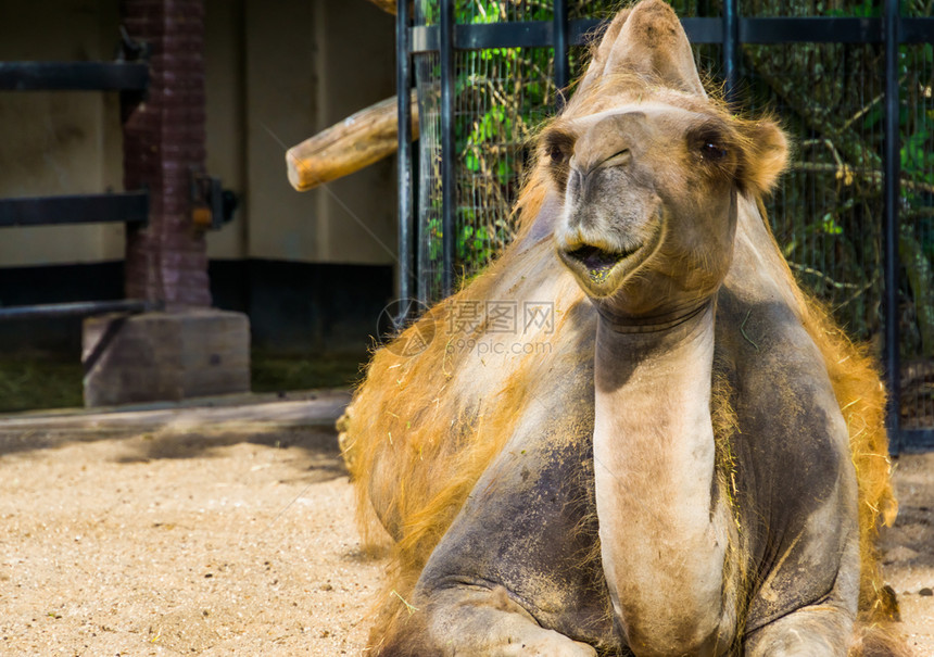 骆驼科裸亚洲长得可爱的一对乳骆驼流行动物园和运输图片