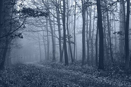 清晨森林的神秘状况令人惊叹幻想有雾天空图片