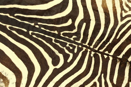 斑马条纹图案真实皮革的纹理用于设计哺乳动物细节黑色的图片