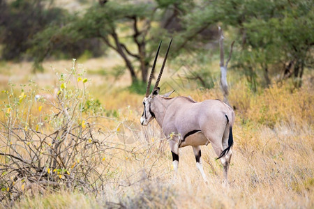 肯尼亚草原上的一些羚羊肯尼亚草地上的一些鹦鹉群中羚羊草食动物自然森林图片