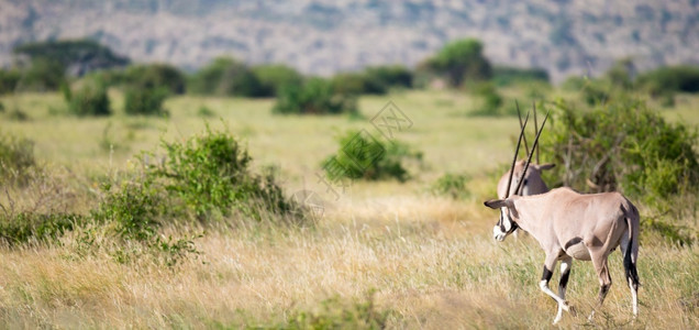 肯尼亚草原上的一些羚羊肯尼亚草地上的一些鹦鹉群中羚羊马拉野生动物旅行图片