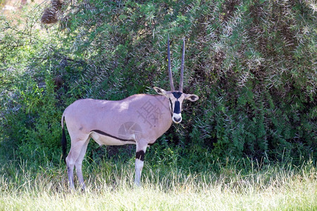 肯尼亚草原上的一些羚羊肯尼亚草地上的一些鹦鹉群中羚羊年轻野生动物游戏图片