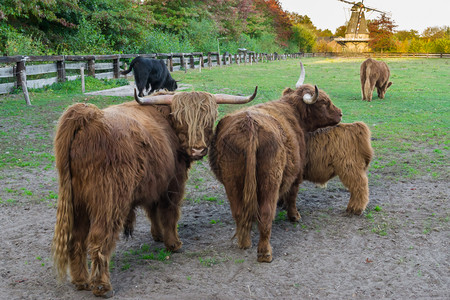 野生动物场地团结高山牛家族肖像高地牛群一起站在草地上成人高清图片素材