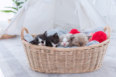 蓬松睡猫品种猫咪蓬松的一群百塞小猫睡在篮子上背景
