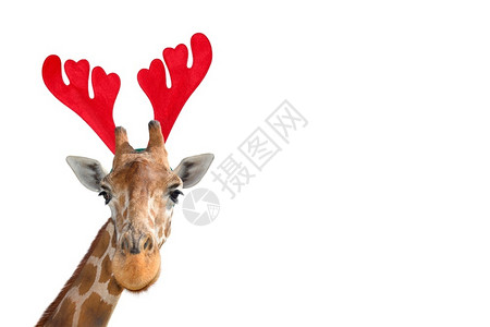 动物园鬃毛斑点非常有趣的长颈鹿头在圣诞节驯角头带隔离在白色背景上图片
