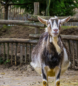荷兰语白色和灰的公山羊有胡子的牛白奶山颜色变化农场动物大胡子背景图片