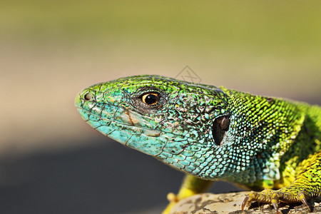 鳞片状的蓝色捕食者彩男Lacertaviridis普通欧洲绿色蜥蜴环境高清图片素材