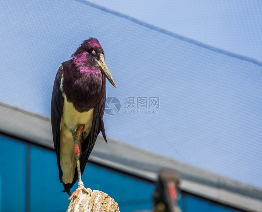 一只站在根柱子上的白贝雷鸟肖像闪亮黑羽毛有紫色光彩来自非洲的热带鸟类物种女埃塞俄比亚图片
