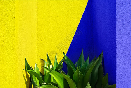 阳光混合黄和蓝色生产绿活黄和蓝以及生机勃的绿色植物黄创造图片