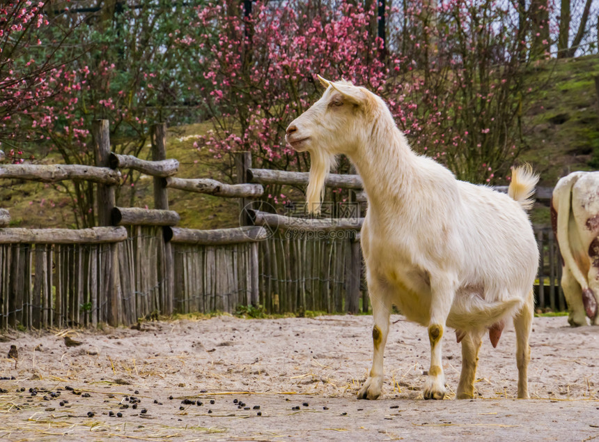 白公山羊有胡子的白山羊奶流行的荷兰混合品种农场动物杂已知比利图片