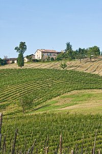 乡村的藤蔓意大利地区典型貌托斯卡纳平线葡萄园高清图片素材