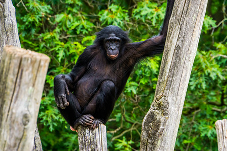 脸动物园人类猿非洲濒危灵长类人猿濒临灭绝的非洲灵长类昆虫背景图片