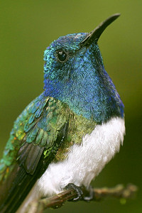 美国喙生态旅游蜂鸟美洲厄瓜多尔皮钦查省马基普库纳云林保护区图片