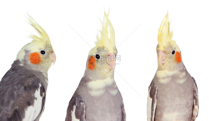 三个黄色的鹦鹉牙尼姆phsParrot种着黄冠巴拉班美丽脊椎动物图片