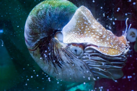 一种丰富多彩的近热带稀有活化石头状天花板内纳蒂卢斯海洋生物肖像深的图片