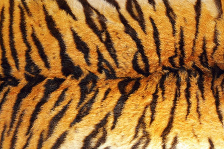 凶猛的老虎的皮肤纹路橙高清图片素材