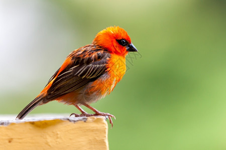 当地的塞舌尔一只小红当地鸟马达加斯人黄色的高清图片