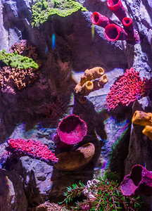 生物多样一些石头岩上不同多彩的珊瑚海洋生物背景动植物群和礁生态图片