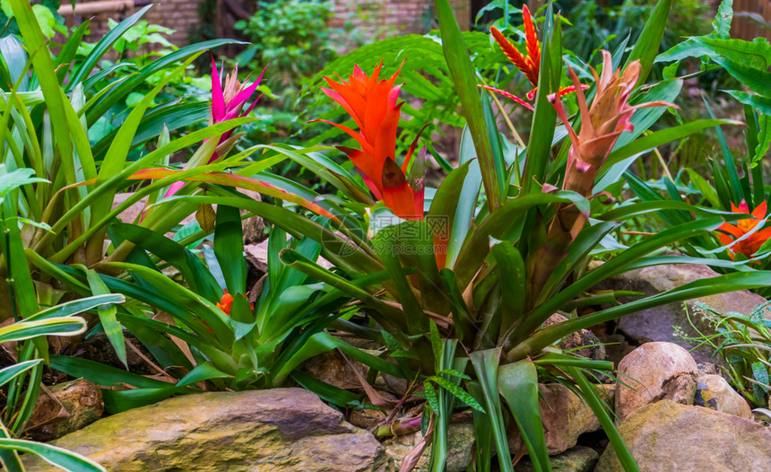 花园里的热带森林植物图片