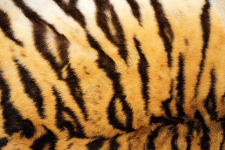 凶猛的老虎的皮肤纹路底格里斯河高清图片素材