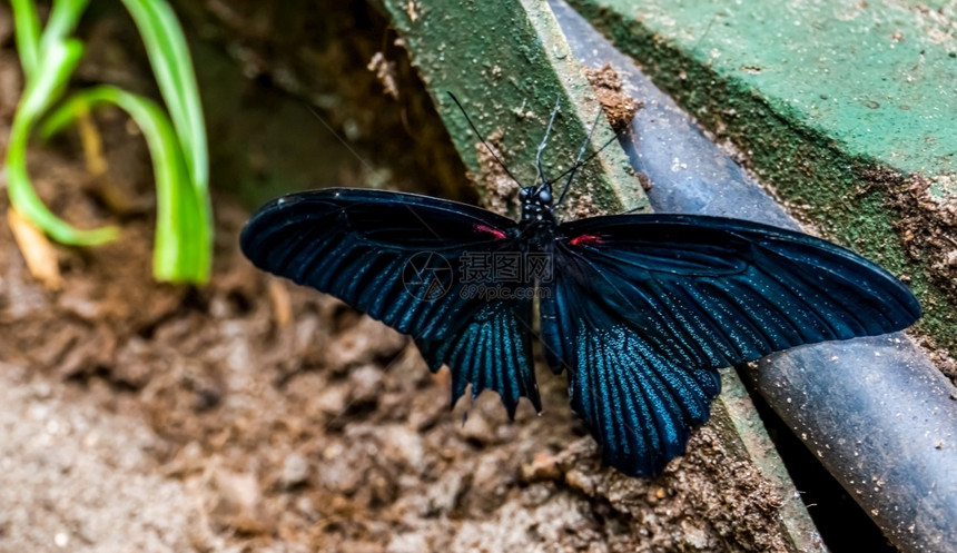 保持一种昆虫学来自亚洲的热带昆虫种一只黑色蝴蝶的紧闭图片