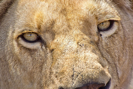 猫王狮子豹利犀牛和自然保护区非洲南亚菲卡环境图片