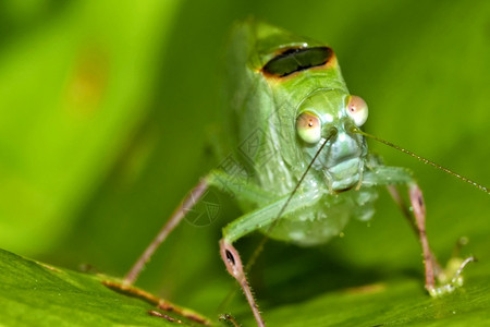 生物学美丽的模仿蚱蜢热带雨林哥斯达黎加美国丛林高清图片