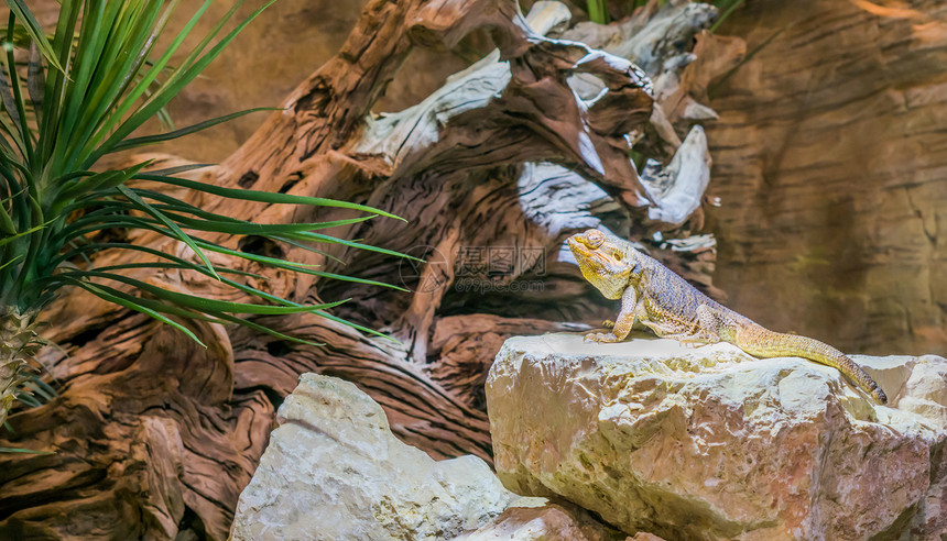 中央胡子龙蜥蜴站在一块岩石上来自澳大利亚的流行爬动物宠橙葡萄体粘合图片