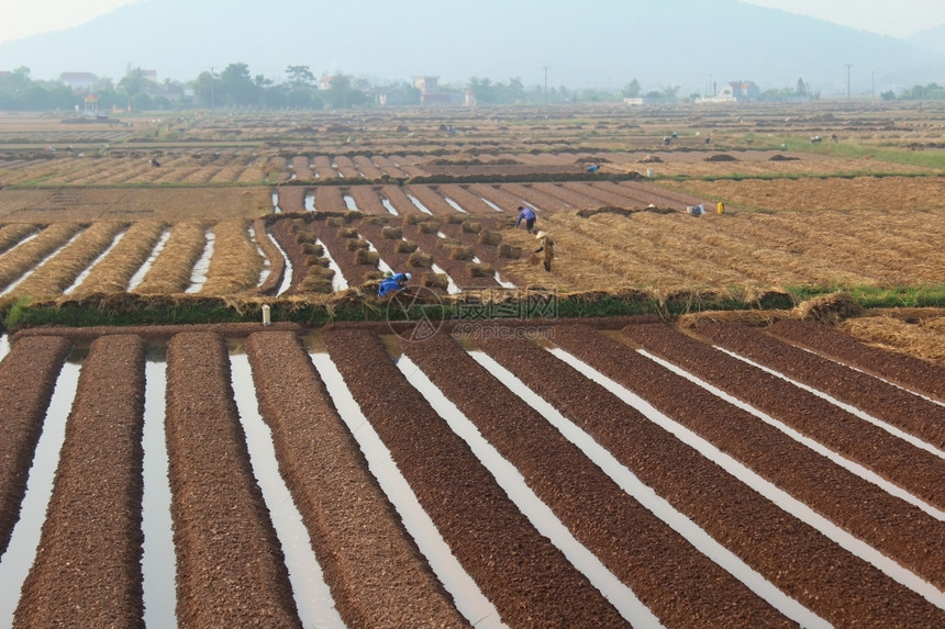 植物生长2014年月8日越南海东HaiDudong有18名农民种蔬菜植图片