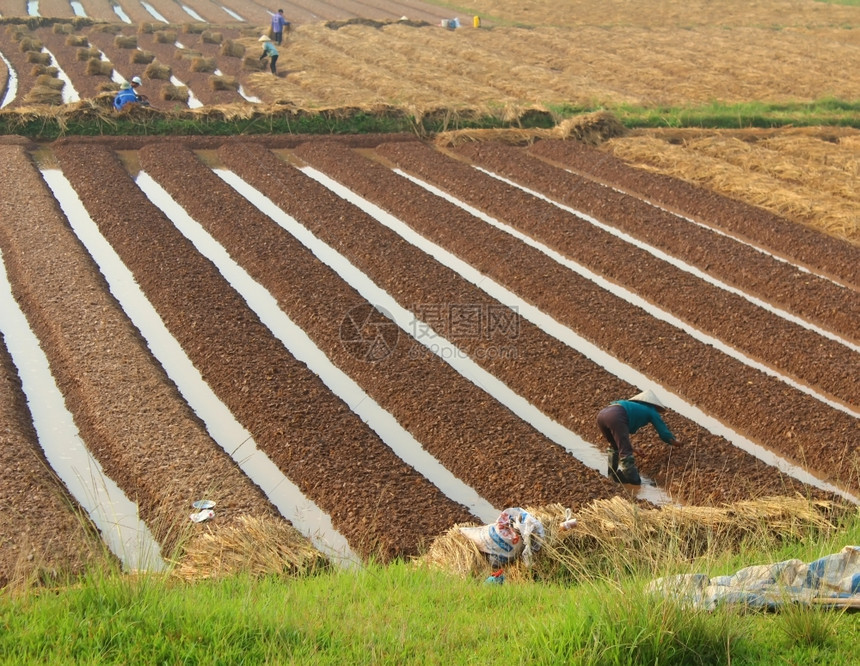 农场春天2014年月8日越南海东HaiDudong有18名农民种蔬菜耙图片