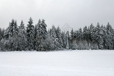 冬季森林雪景图片