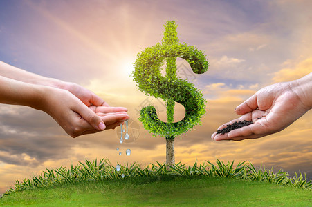 金融的生长上树硬币以显示商业增长的理念高树硬币以展示商业增长的概念锅图片