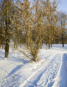 冬天户外季阳光明媚的天气冬季风景空无道路中荒人雪图片