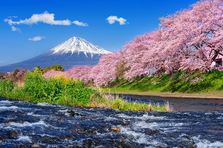 藤山和樱花在日本春天的樱桃东京季节图片